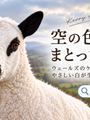 ケリーヒルという羊。顔は黒と白なのに、毛は白でなければ失格になる